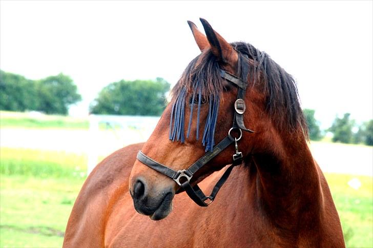 Anden særlig race MILLE - udf. frabedes! billede 1