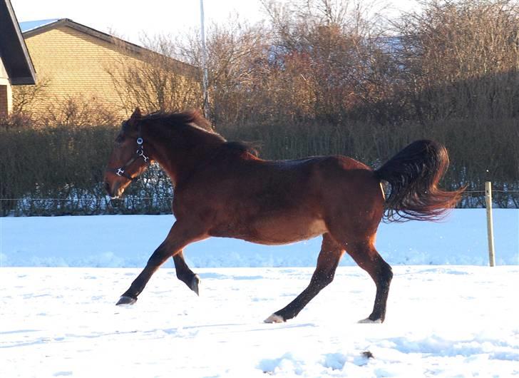 Anden særlig race MILLE - udf. frabedes! billede 2