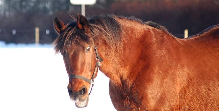 Anden særlig race MILLE - udf. frabedes! - Wuups. Så er det lige før vi taber gebisset! Haha :D billede 3