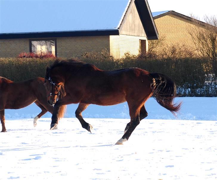 Anden særlig race MILLE - udf. frabedes! billede 4