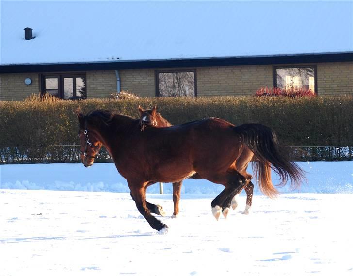 Anden særlig race MILLE - udf. frabedes! billede 5