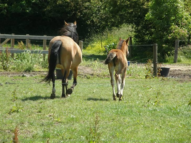 Anden særlig race Auriklens Savage Rose billede 20