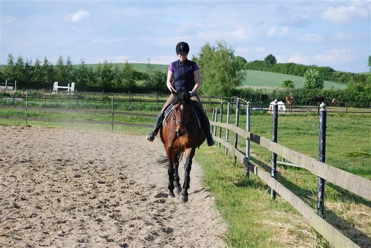 Dansk Varmblod Bakkelys Candi billede 3