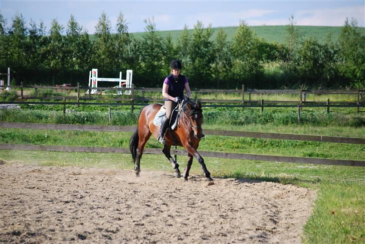 Dansk Varmblod Bakkelys Candi billede 5