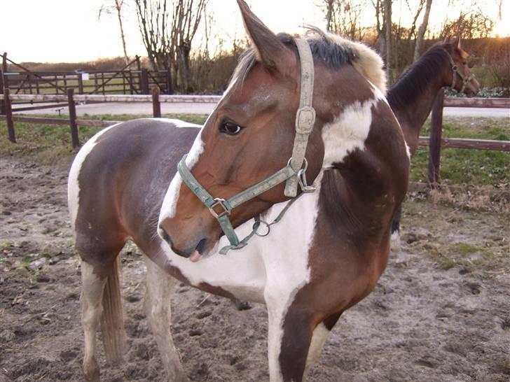Anden særlig race Bakkegårdens Monique billede 1