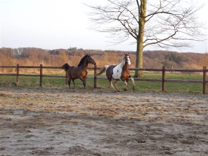 Anden særlig race Bakkegårdens Monique billede 2