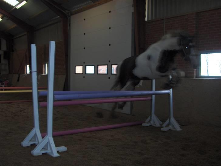 Anden særlig race Bakkegårdens Monique billede 4