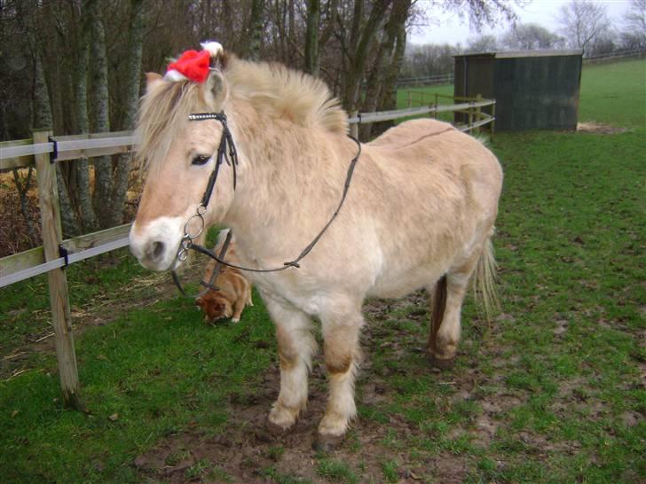 Fjordhest Fly billede 10