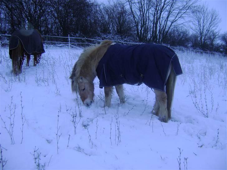 Fjordhest Fly billede 11