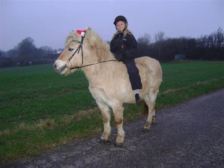 Fjordhest Fly billede 12