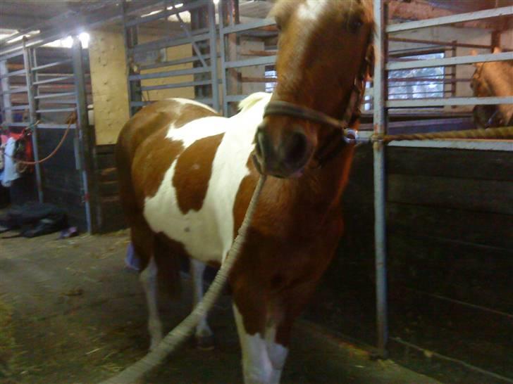 Pinto Freja < 33 Solgt :( - Jeg kan jo se du har en godbid !! billede 4