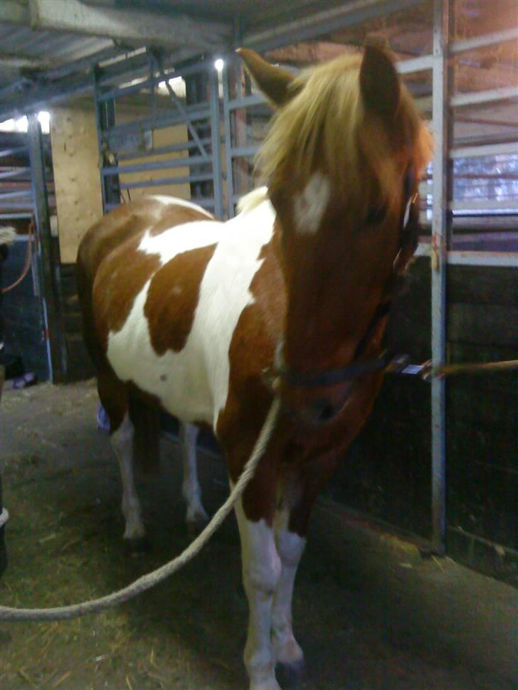 Pinto Freja < 33 Solgt :( billede 5