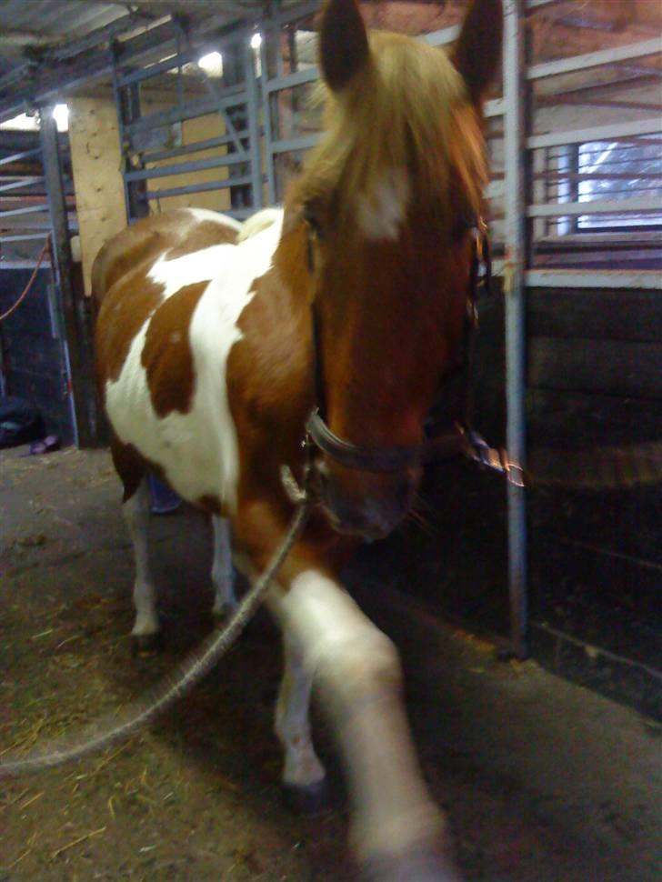 Pinto Freja < 33 Solgt :( - Jaah, kom nu giv mig så den godbid, se hvor fin jeg er ,! Jeg kan løfte benet ! billede 6