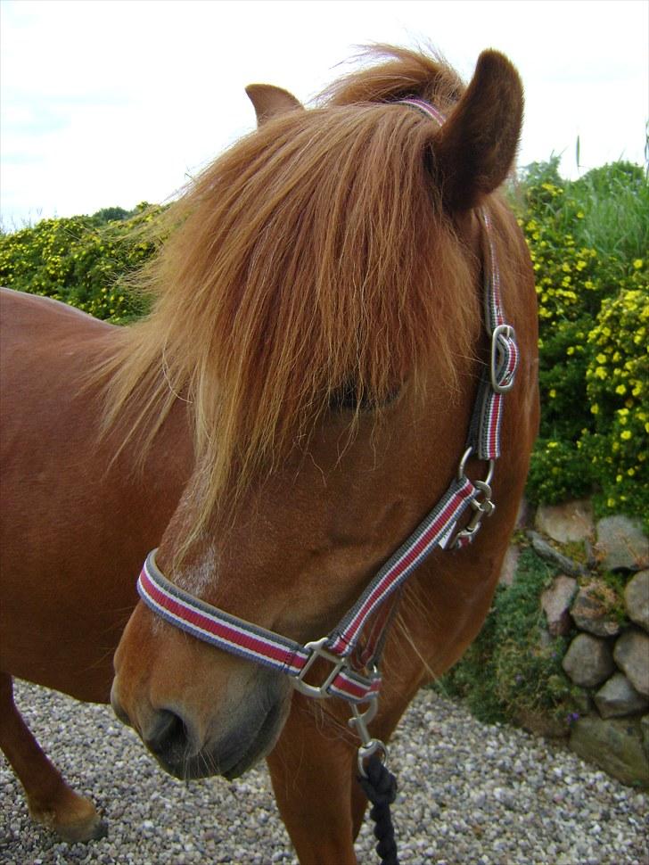 Islænder Hafdis fra Nørmark billede 1