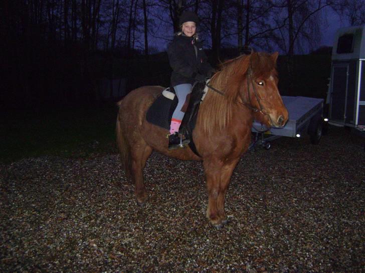 Islænder Hafdis fra Nørmark billede 3