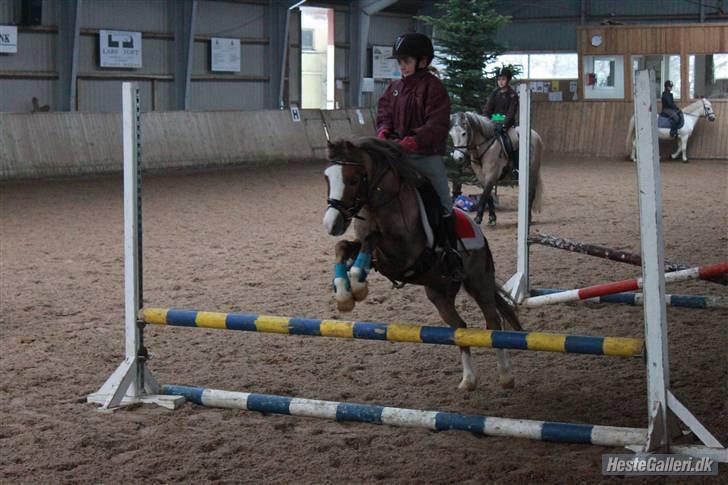 Welsh Mountain (sec A) Hunk - Solgt. - Taget af anne krogh billede 1