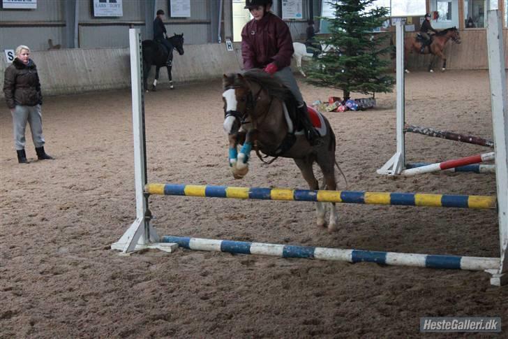 Welsh Mountain (sec A) Hunk - Solgt. - Taget af anne krogh billede 2