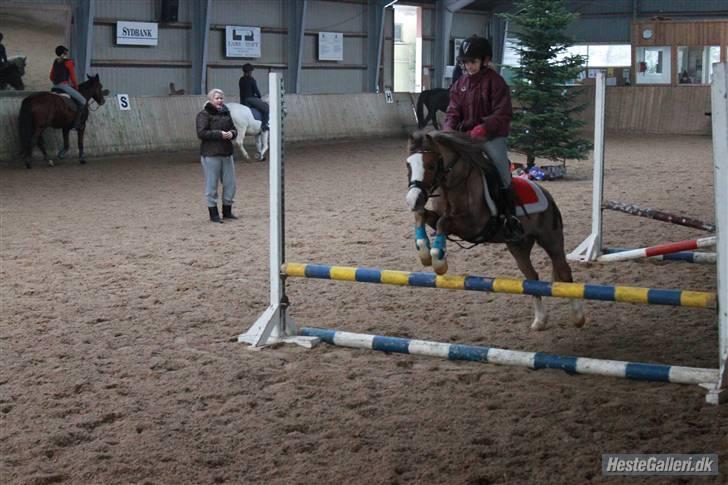 Welsh Mountain (sec A) Hunk - Solgt. - Taget af anne krogh billede 3