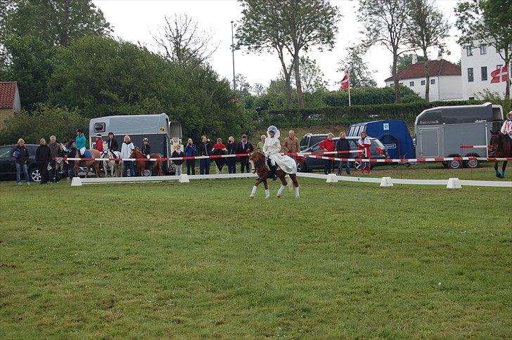 Welsh Mountain (sec A) Hunk - Solgt. - Fotograf : Jasmin Weiss billede 5