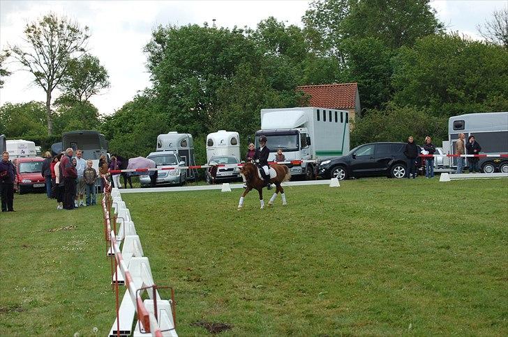 Welsh Mountain (sec A) Hunk - Solgt. - Fotograf : Jasmin Weiss billede 7