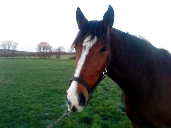 Oldenborg Univers af Hvarre - Den dag hun kom hjem til mig, et par dage før jul<33 billede 1