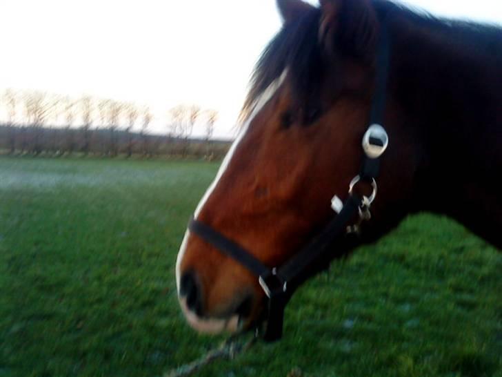 Oldenborg Univers af Hvarre - smukke univers :P billede 4