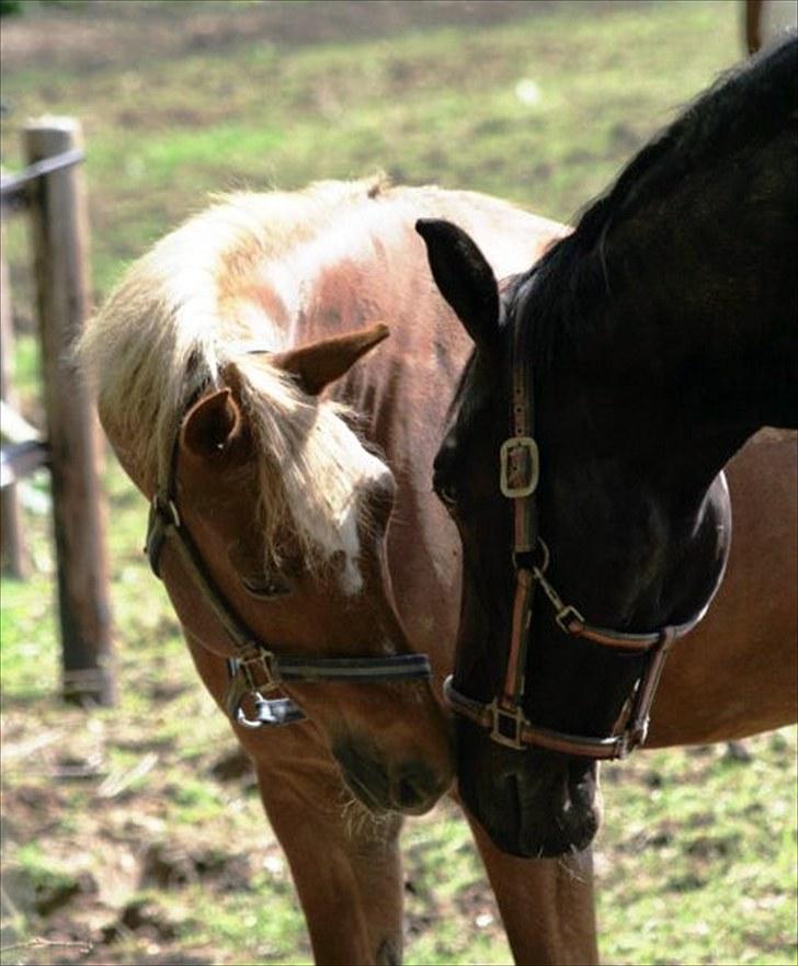 Tysk Sportspony Bukéfalos billede 18