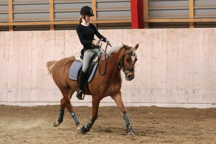 Tysk Sportspony Bukéfalos billede 17