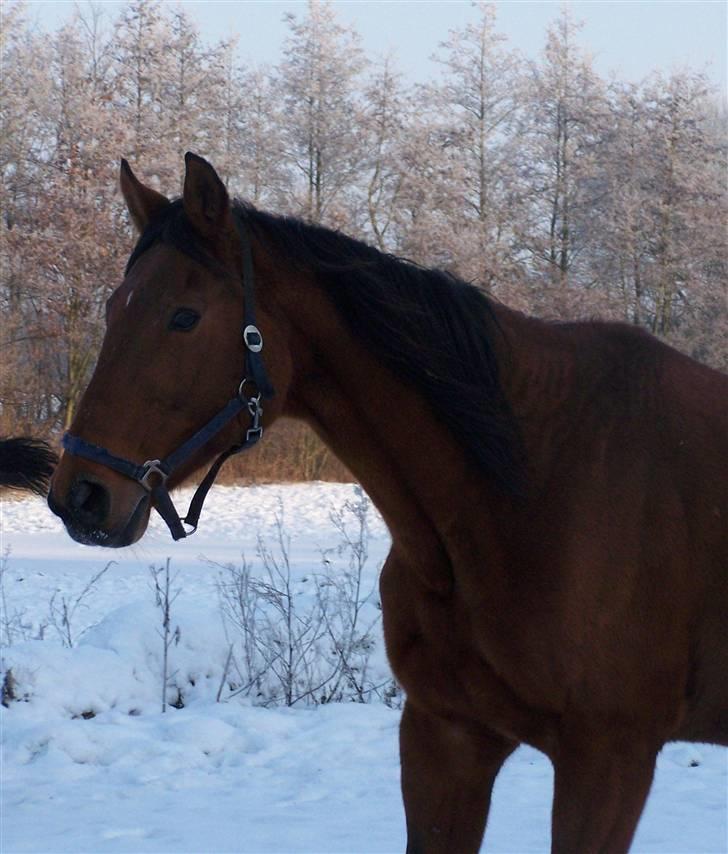 Dansk Varmblod Rona [R.I.P] billede 17