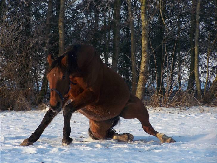 Dansk Varmblod Rona [R.I.P] billede 21