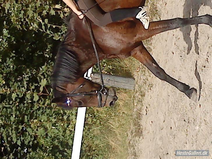 Traver **-<3Elli Star<3-** Ejer! - smuukke <´3 :D Nr. 17 (Tusind tak til fortograf: Christina :D) billede 17