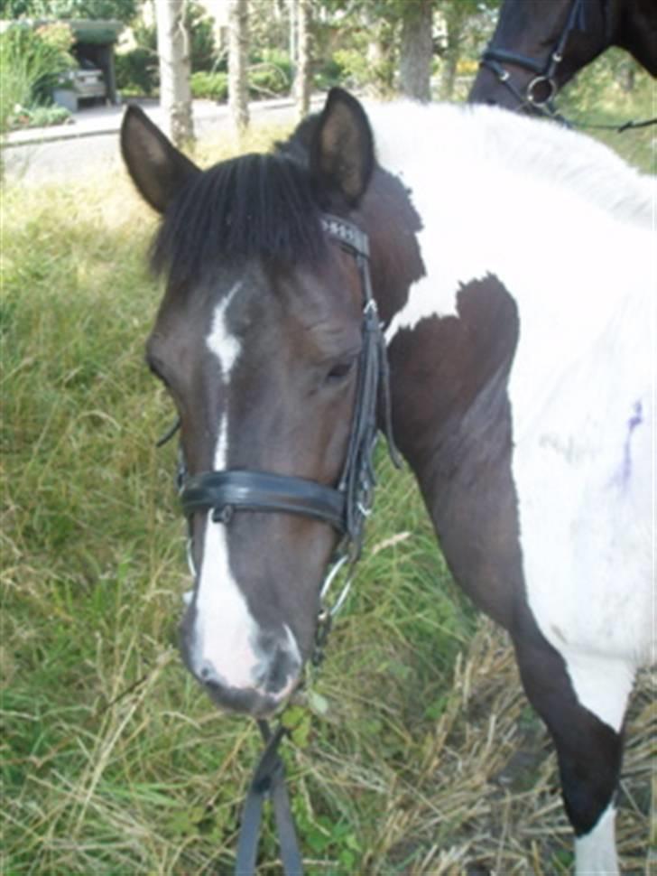 Anden særlig race Lotte   -HVIL I FRED! - Lotte:( billede 3