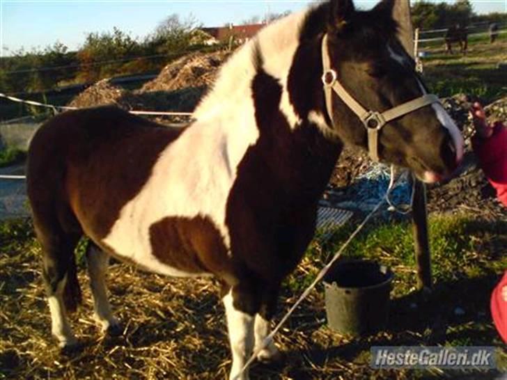 Anden særlig race Lotte   -HVIL I FRED! - savner du mega meget:´( billede 4