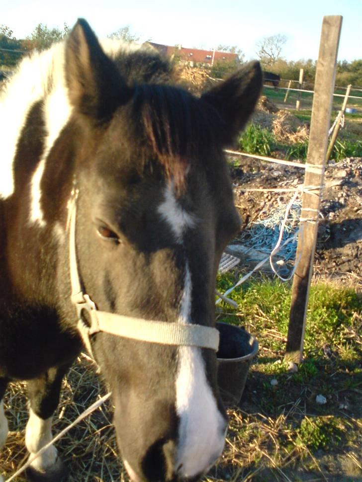 Anden særlig race Lotte   -HVIL I FRED! - Du var den bedste:b<3 billede 5