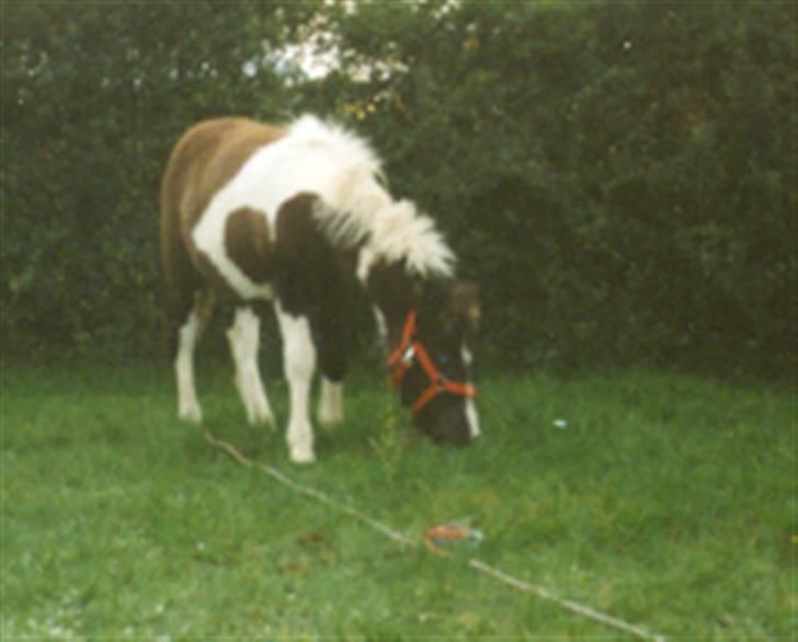 Anden særlig race Lotte   -HVIL I FRED! - Dengang hun var et føl :)<3 billede 6