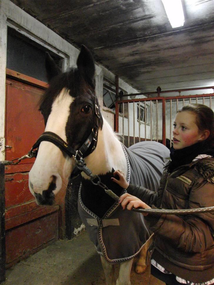 Pinto Tågerups Gipsy.Gml. part - <3 8) billede 11