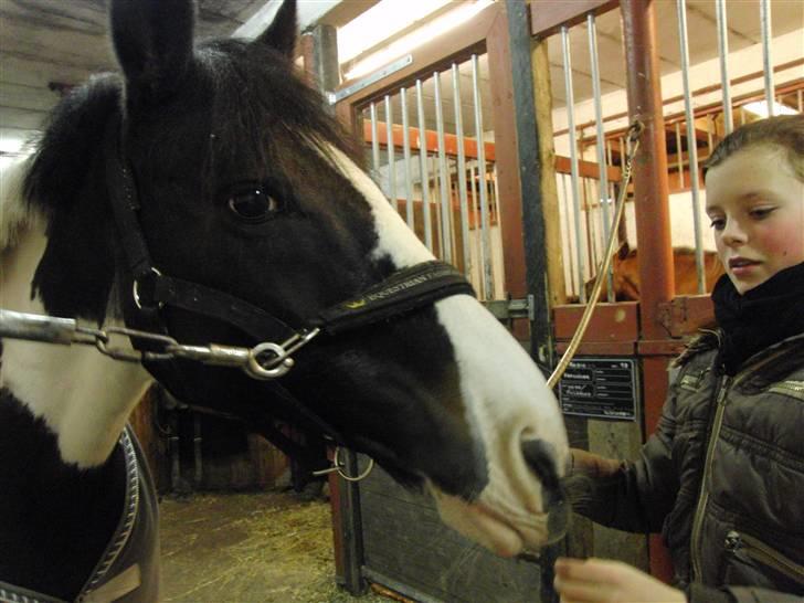 Pinto Tågerups Gipsy.Gml. part - Dejlige poooooniii! :D <3 billede 13