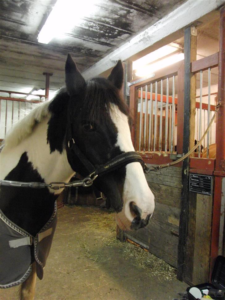 Pinto Tågerups Gipsy.Gml. part - jeg elsker dig pony :´)<3 billede 14