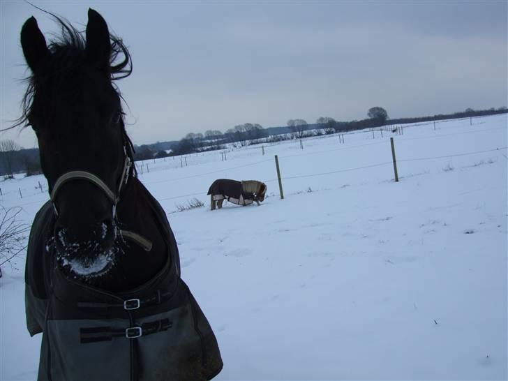 Frieser Temptation billede 7