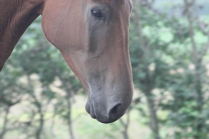 Dansk Varmblod Logo † 23-8-10 † billede 1