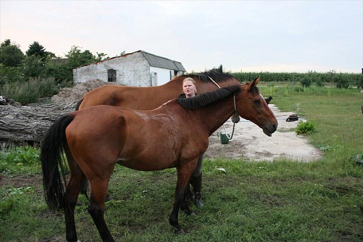 Dansk Varmblod Logo † 23-8-10 † - Tja den ene hest er 170. den anden er 195 og jeg er selv 188... :P billede 3