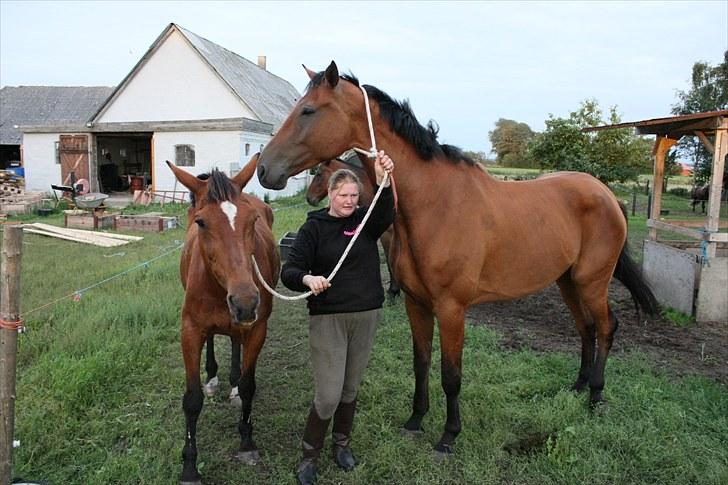 Dansk Varmblod Logo † 23-8-10 † billede 4