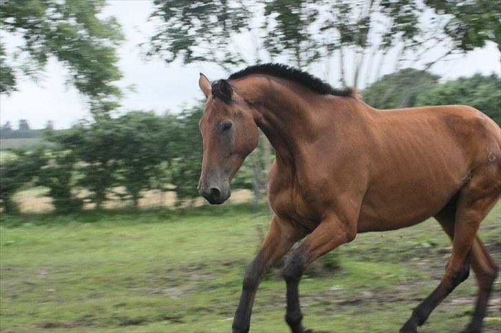 Dansk Varmblod Logo † 23-8-10 † billede 5