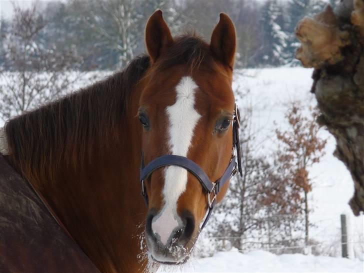 Quarter Oaki Docy Dime billede 2