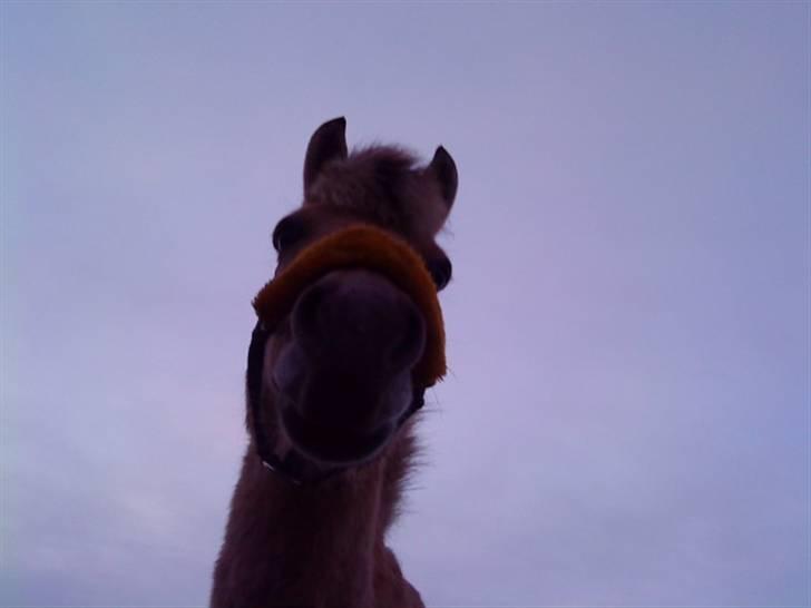 Fjordhest Lucca *søsters*  - Hvor er i dog små? billede 15