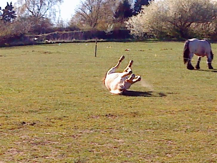 Fjordhest Lucca *søsters*  - det klør? billede 16