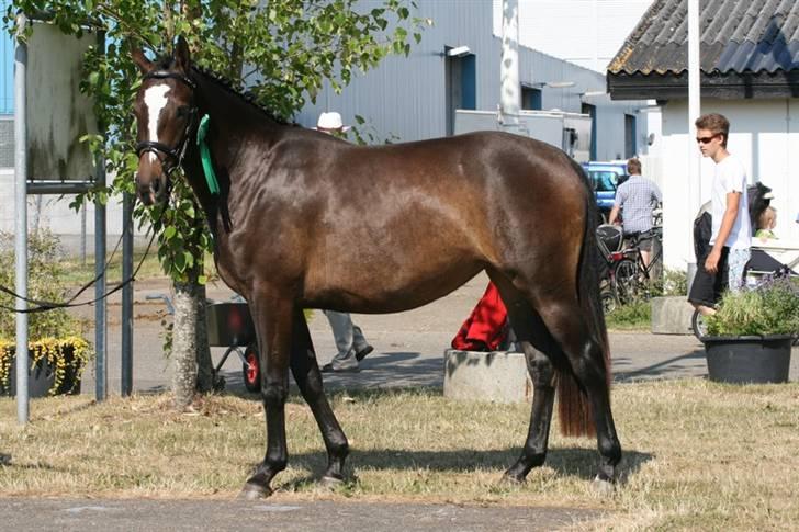 Oldenborg Zenia Af Østerdovergaard ROL 9729 - Zenia landsskuet 2009 billede 4