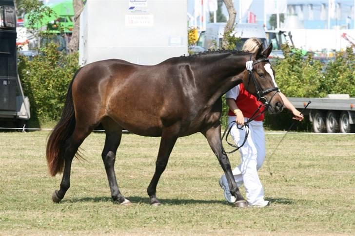 Oldenborg Zenia Af Østerdovergaard ROL 9729 - Zenia landsskuet 2009 billede 5