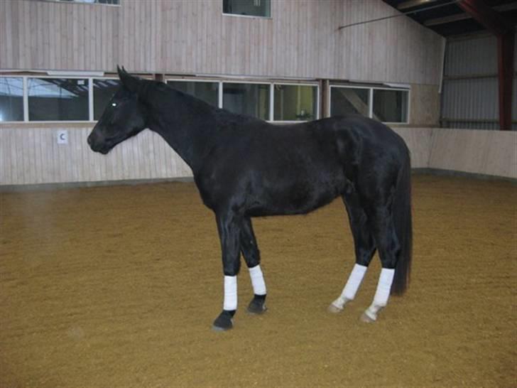 Dansk Varmblod Albert SOLGT - Januar 2009 billede 19