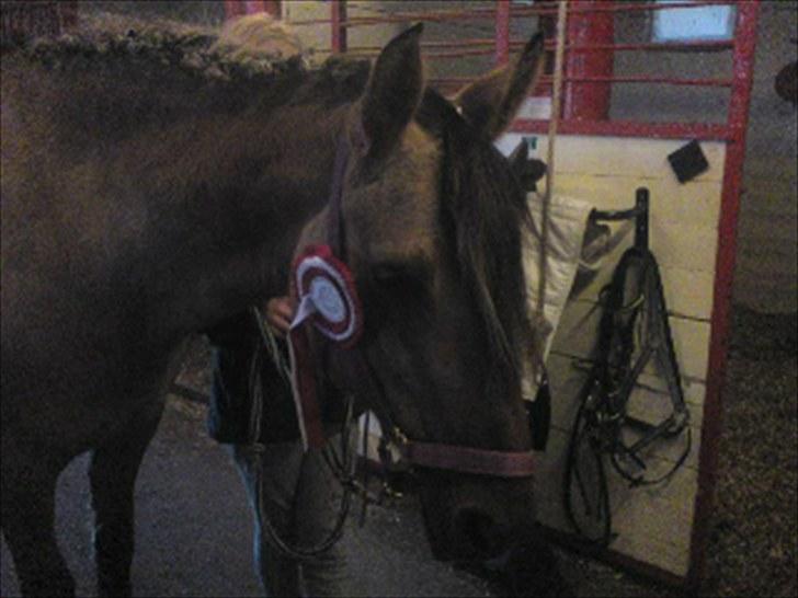 Anden særlig race Sunshine R.I.P (cushing) - 1. dressur stævne (lc2 ) og vi fik sørme en 1.plads =`) love you sun. billede 20